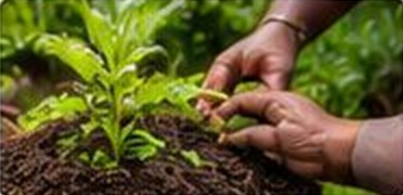 Mise en terre d'un plant