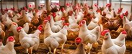 Poules en élevage