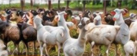 Chèvres et moutons