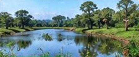 Rivière et forêt